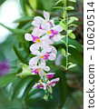 orchid 10620514