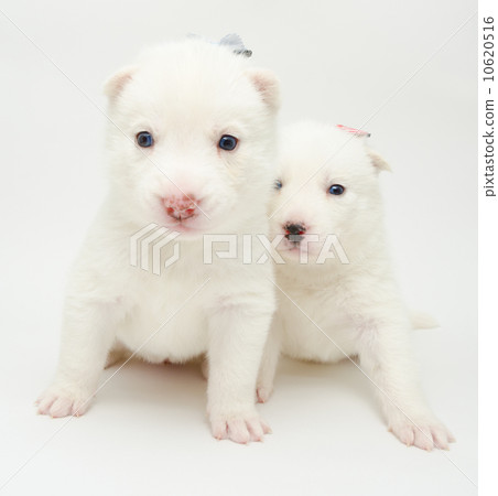 husky puppies husky puppies 10620516