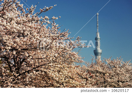 Sakura and Sky Tree 10620517