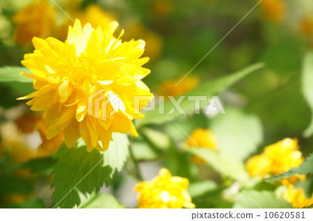 Yae Yamabuki 10620581