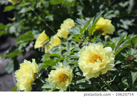 Peony flower flowers 10620754