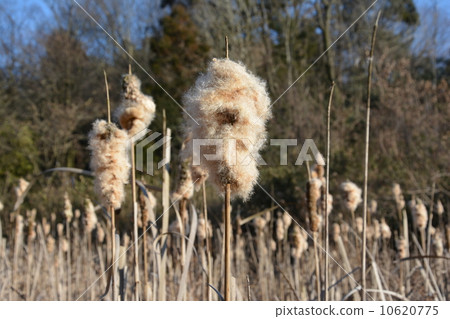 Gama的耳朵 10620775