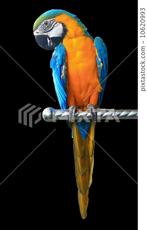 Colorful red parrot macaw isolated on white background 10620993