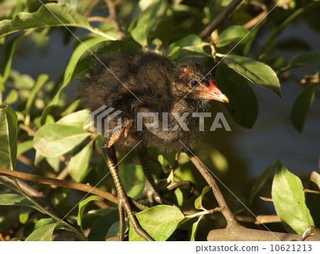 范希娜樹右側向上 范希娜樹右側向上 10621213