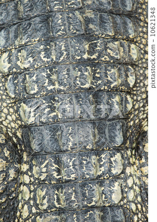 Crocodile skin texture 10621348