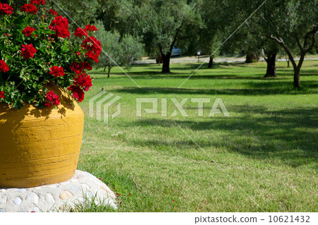 garden 10621432