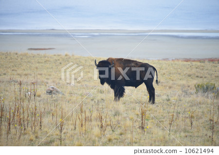 美洲野牛布法羅 10621494