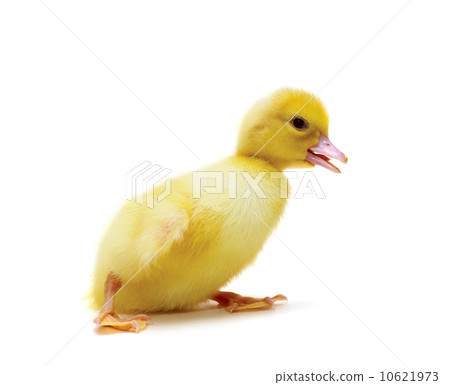 duckling duckling 10621973