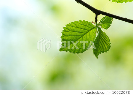 green leaves 10622078