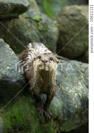otter otter 10622151