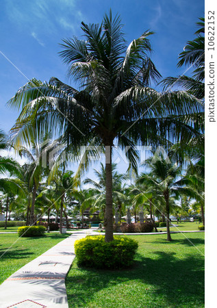Garden Garden 10622152