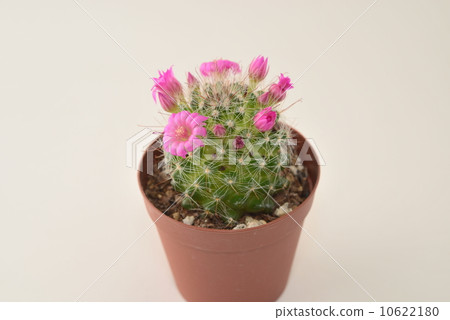 Cactus Cactus 10622180