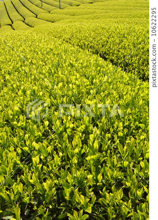 Wakki鎮的茶園 10622295