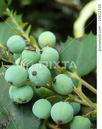 十大功勞果 10622326