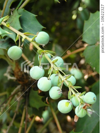 十大功勞果 十大功勞果 10622327