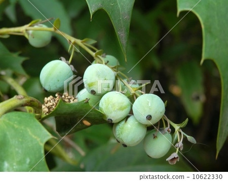 十大功勞果 10622330