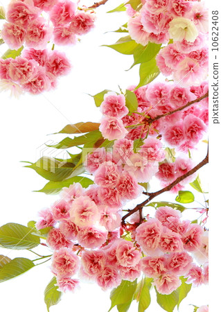 雙櫻花 雙櫻花 10622408