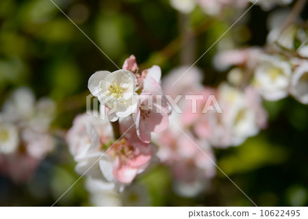 Blurred flowers 10622495
