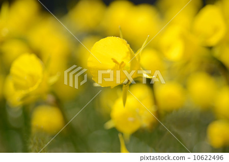 Petticoat daffodil 10622496
