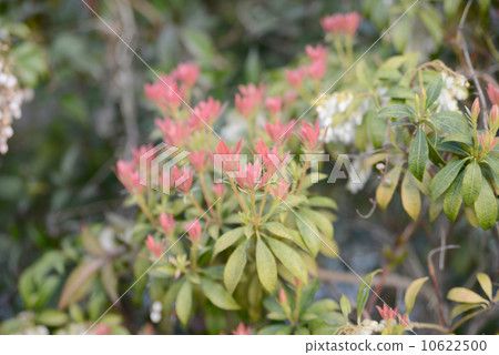 Asebi紅色年輕葉子 10622500