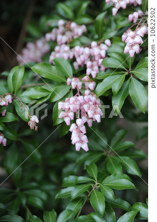 阿塞比花 10622502