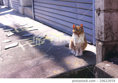 Cats behind the alley 10622659