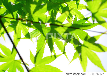 Momiji Momiji 10626474