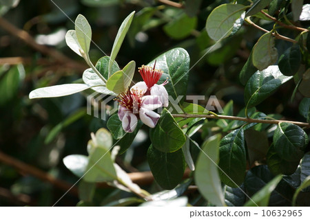 It seems to be called Feijoa Pineapple Guava. It seems to be called Feijoa Pineapple Guava. 10632965