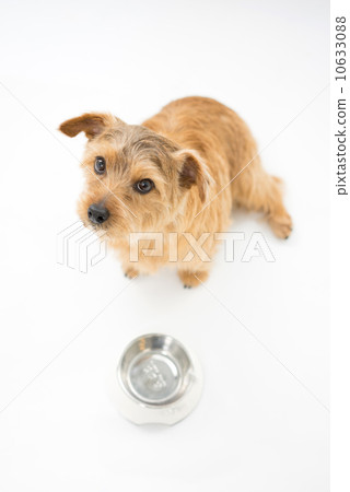 Norfolk terrier waiting for meals 10633088