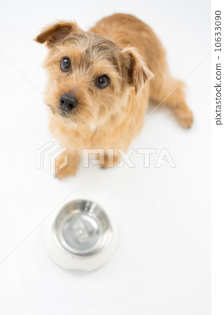 Norfolk terrier waiting for meals 10633090