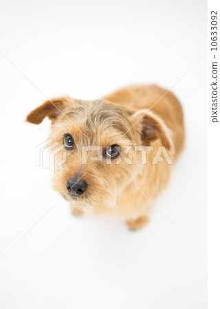 Norfolk Terrier 10633092