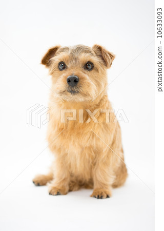Norfolk Terrier 10633093