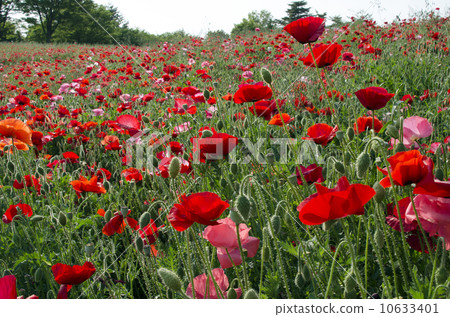 Chirley Poppy Chirley Poppy 10633401