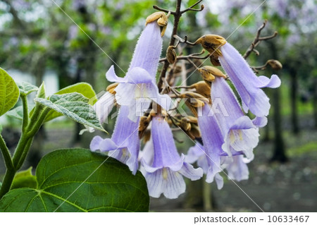 玫瑰花 10633467