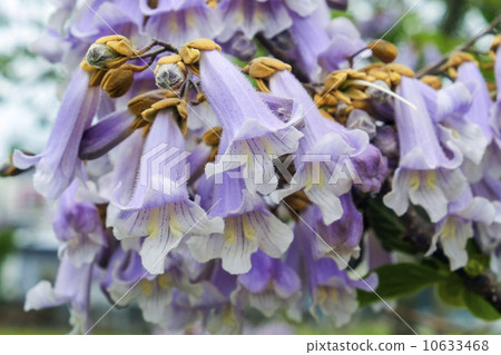 Rose flower 10633468