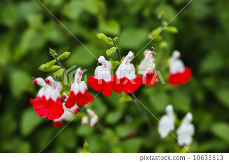 Salvia · Microfila · Hot Lips 10633813