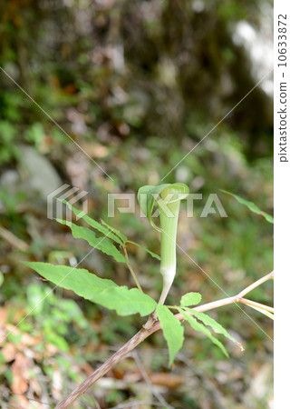 Mamushigusa 10633872