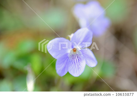 Viola grypocera 10633877