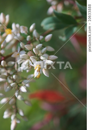 The flower buds in southern are like sweets. 10633888