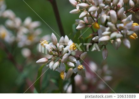 The flower buds in southern are like sweets. 10633889