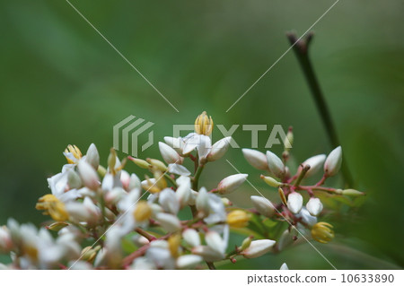 The flower buds in southern are like sweets. 10633890