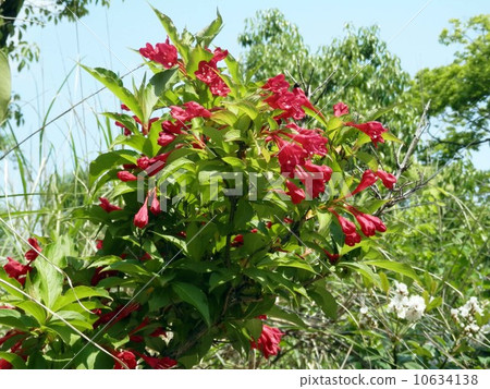 Yabutotifuri flower Yabutotifuri flower 10634138