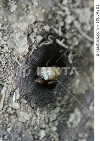 It seems to resume in the larval soil of the cicada. 10634281