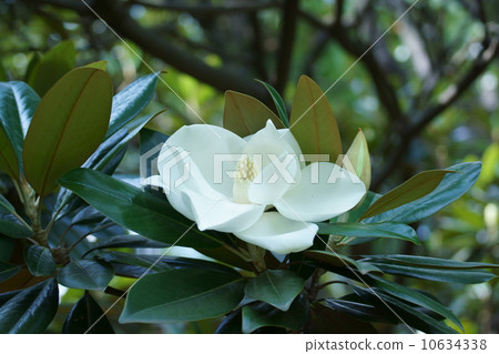 Taishan Taisambok The big flowers are fully opened. Taishan Taisambok The big flowers are fully opened. 10634338