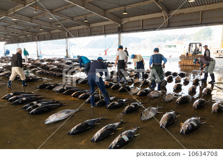 Tuna bidding Tuna bidding 10634708
