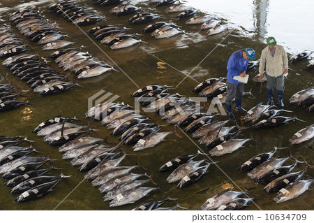 Tuna bidding 10634709