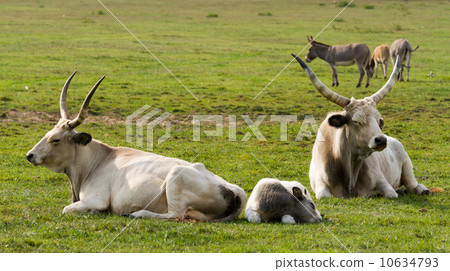 Bulls Bulls 10634793