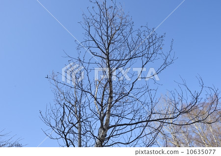 White birch 10635077