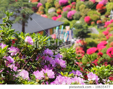 鹽水觀音杜鵑花節 10635477