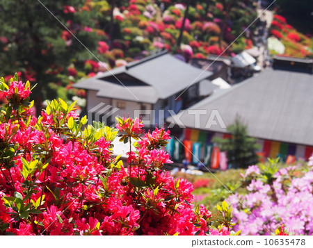 鹽水觀音的杜鵑花 10635478